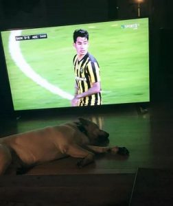 Ούτε και το σκυλί του Παππά δεν "άντεξε" τον τελικό (pic)