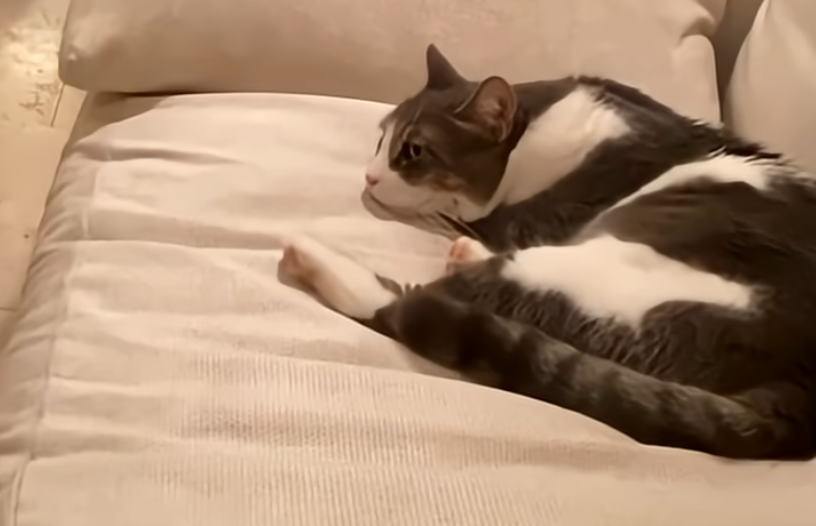 «Φρι Γιαννακόπουλος»: Ο αγαπημένος γάτος του DPG απέκτησε και... επώνυμο! (vid)